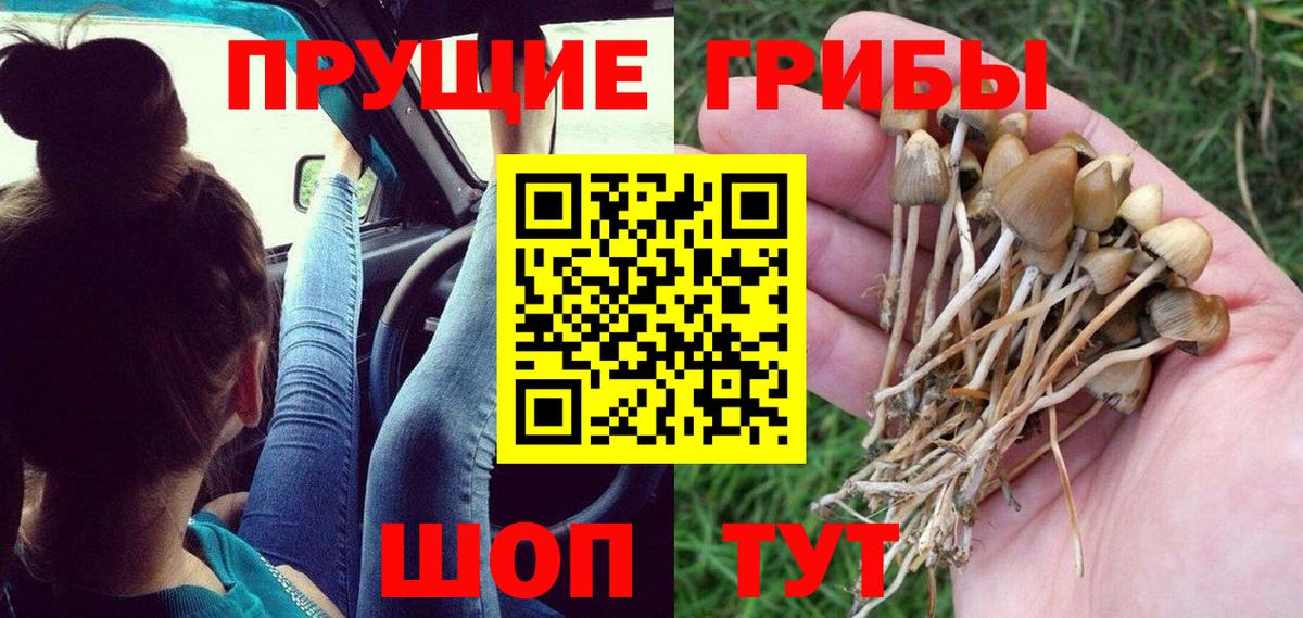 Псилоцибиновые грибы MAGIC MUSHROOMS  Вход с VPN  Чернушка 
